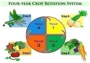 4 Bed Crop Rotation Chart