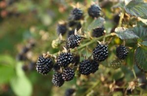 blackberries_l1