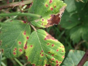 blackberry rust infection
