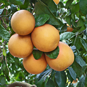 grapefruit_tree_ffp-300x300