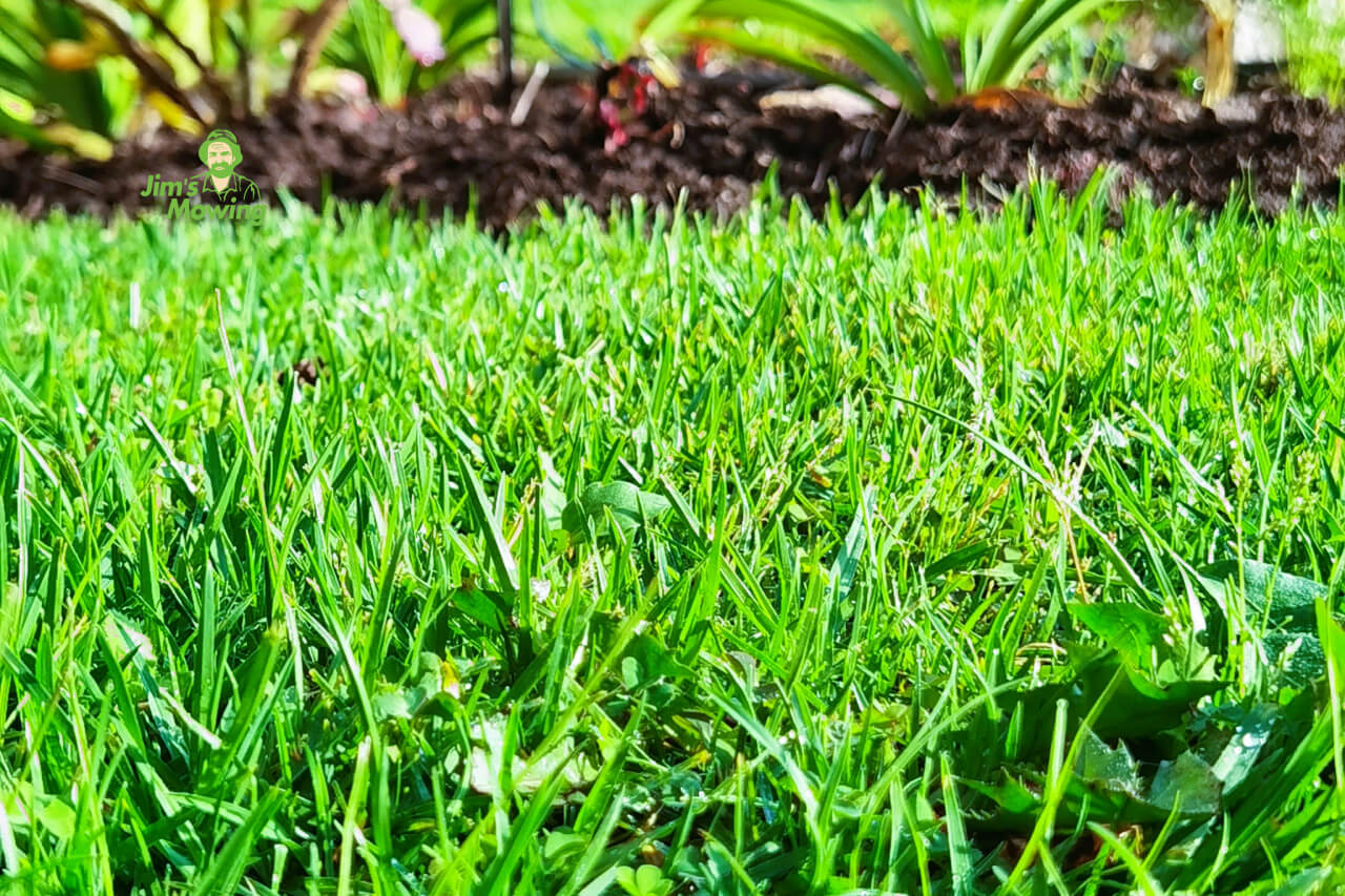 What are the Common Lawn Mowing Mistakes - Jim's Mowing NZ