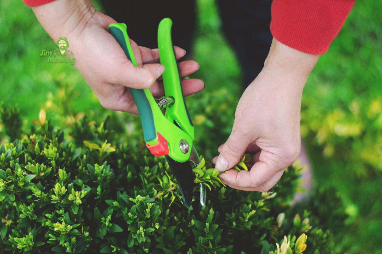 How to Do Winter Pruning Correctly - A Guide - Jim's Mowing NZ