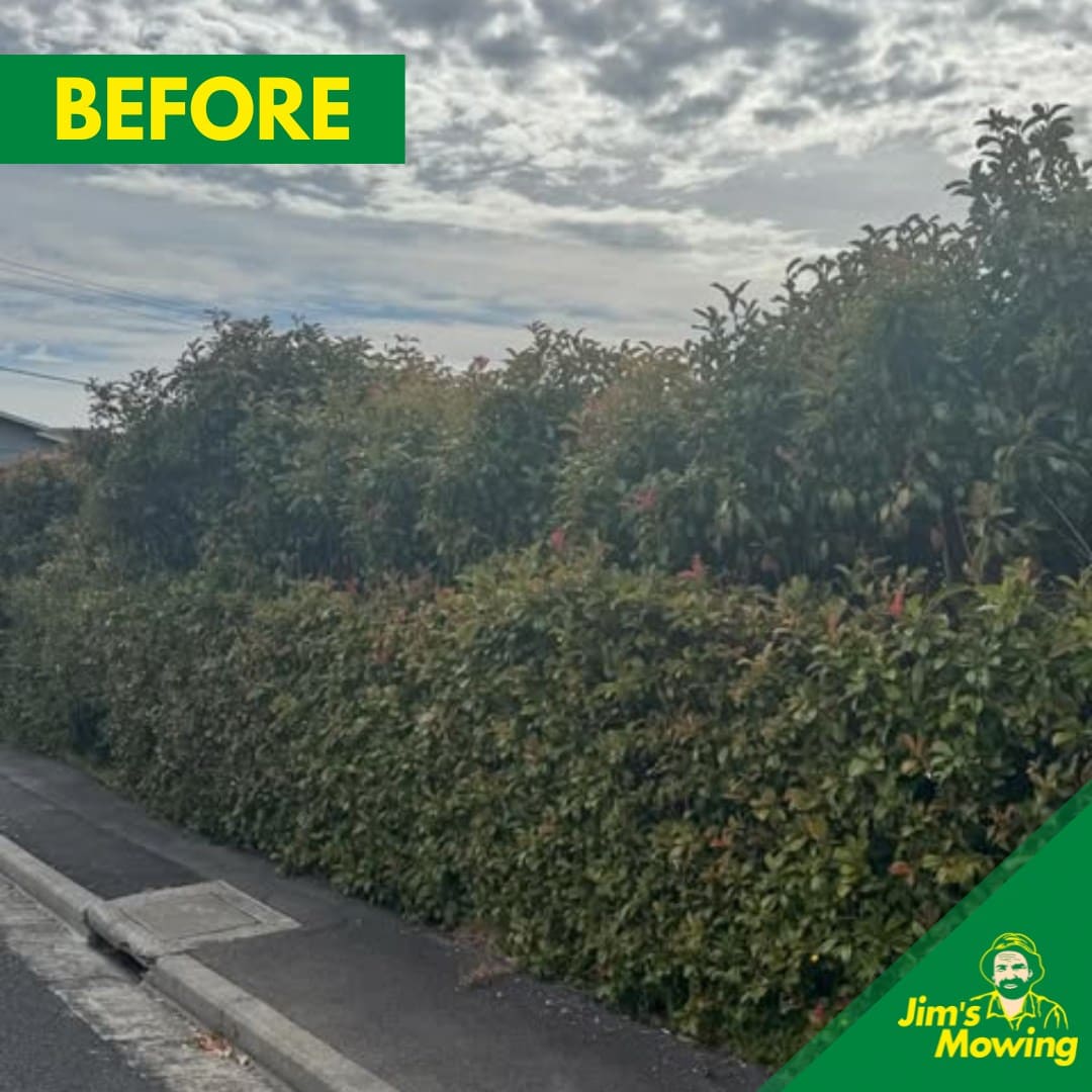 Hedge Trimming Before 3
