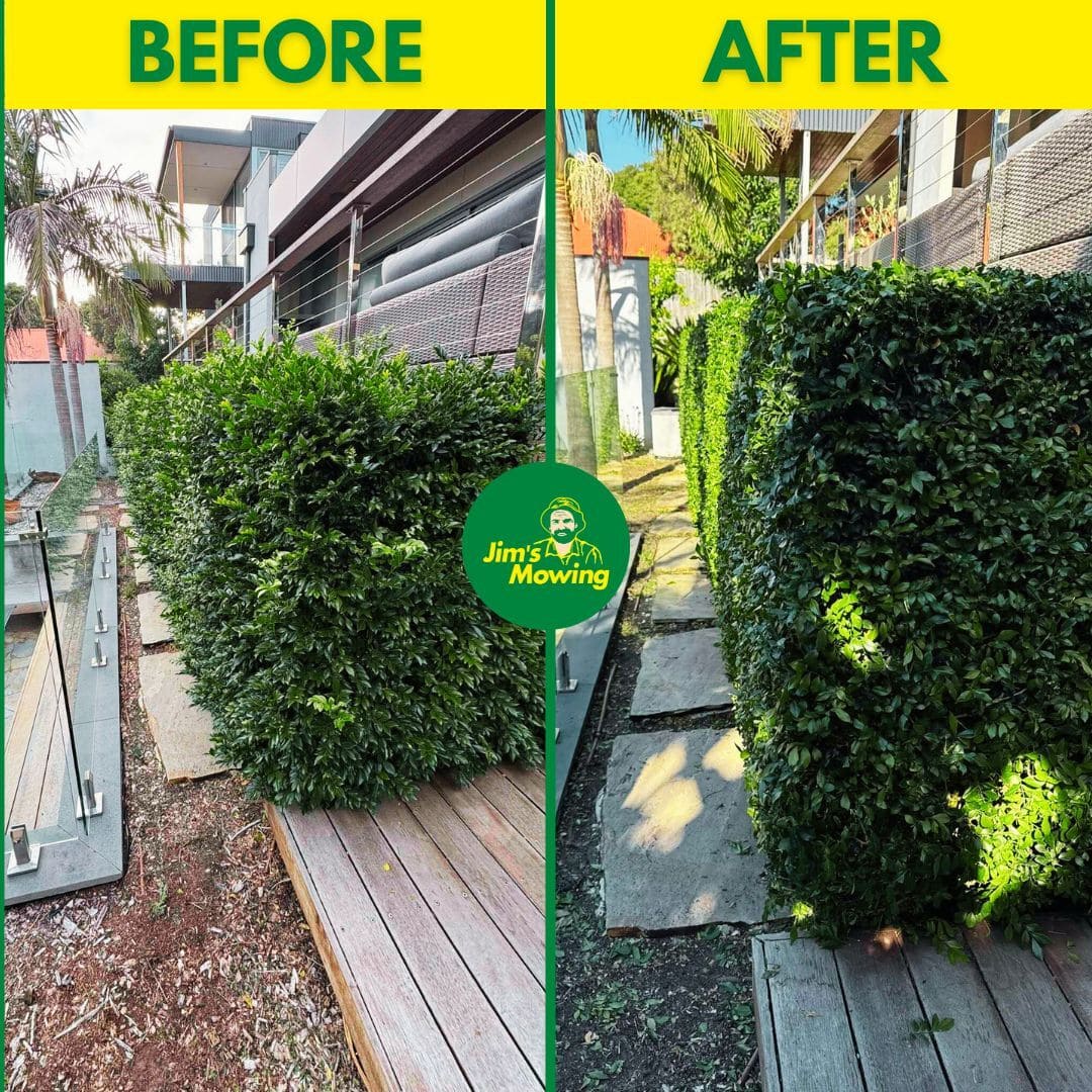 Hedge Trimming Before and After 4