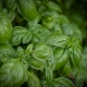 basil companion planting
