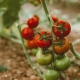 tomato companion planting