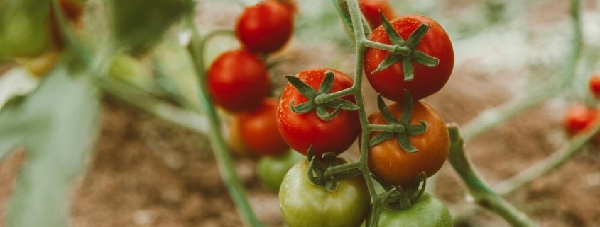 tomato companion planting