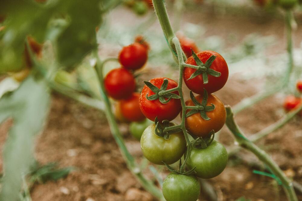 tomato companion planting