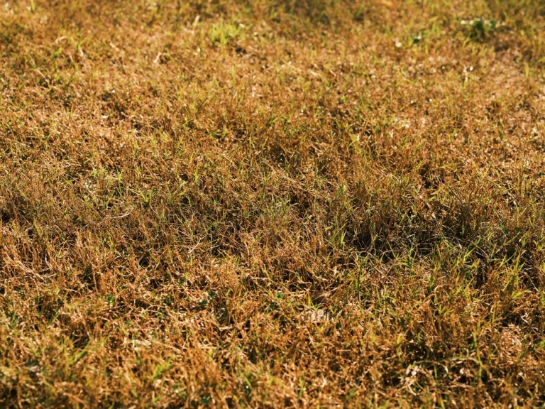 Why Is My Grass Brown After Mowing