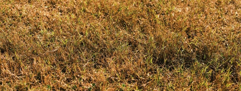 Lawn Turning Brown After Mowing